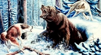 Как охотиться на медведя