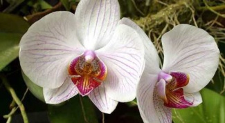 Как ухаживать за орхидеей в горшке