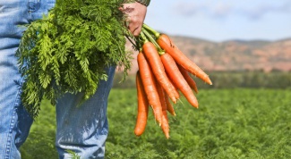 Как сажать морковь в 2017 году