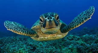 Как завести морскую черепаху