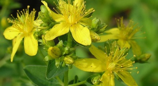 How to brew and drink St. John's wort