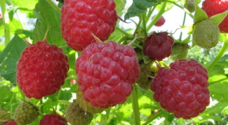 How to treat cough raspberries