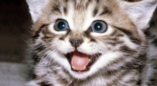 When do kittens change teeth