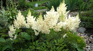 Flower astilba - favorite shady garden 