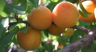 Абрикос – посадка черенка и уход за плодовым деревом 