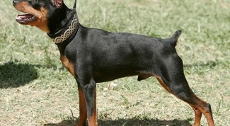 How to care for dwarf Pinscher 