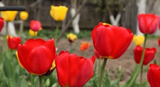 Посадка тюльпанов весной: что нужно учитывать 