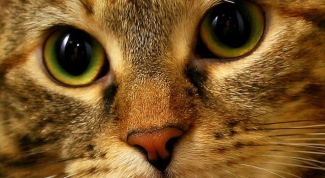 Мочекаменная болезнь у кошек: причины развития 