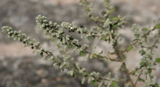 Эрва шерстистая - уникальное садовое растение 