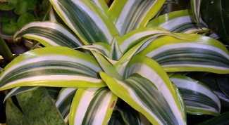 Why dracaena leaves lowered