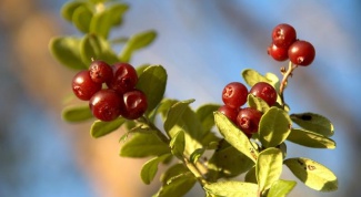 Cowberry leaf: a unique healing agent 