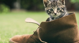 Как отучить котят грызть обувь