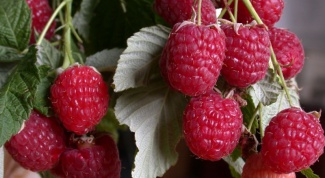 How to care for everbearing raspberries