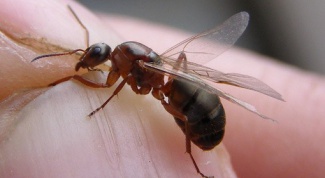 How to get rid of winged ants