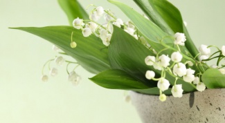 Is Lily of the valley a poisonous plant