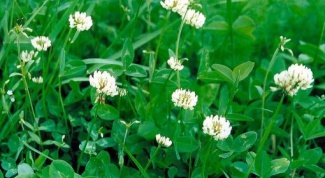 How to use the clover as a lawn