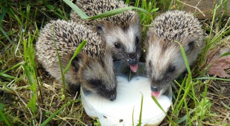 Why do hedgehogs like milk