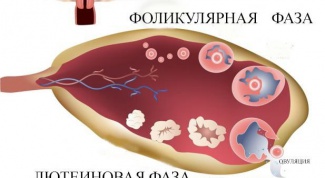 Что такое лютеиновая фаза