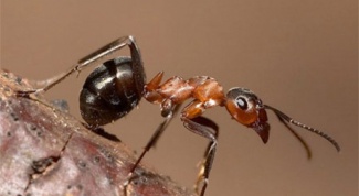 Как используют в лекарственных целях муравьиную кислоту