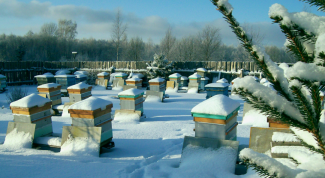 Как подготовить пчел к зимовке