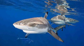 Как размножаются акулы 