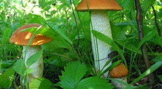 What mushrooms grow in may 