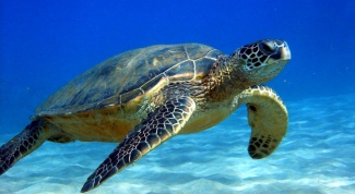 Чем знаменита зеленая морская черепаха 