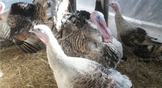 Characteristics of the canadian breed turkeys 