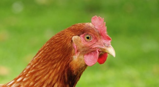 Курицы-несушки: породы и их особенности 