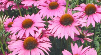 At what age can give your child Echinacea 