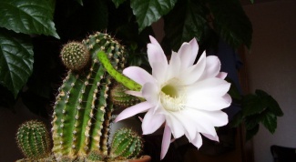 Why not cactus blooms home 