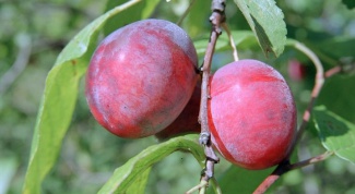 Pests and diseases of plum