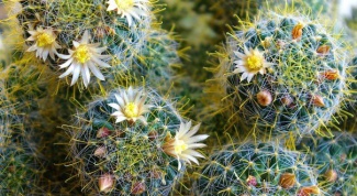 Home cacti: harm and benefit 