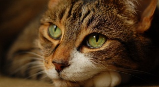 Гепатит у кошек: симптомы, лечение 