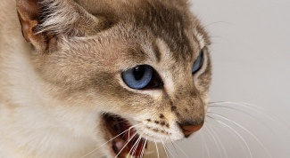 Ринотрахеит у кошек: симптомы, лечение и профилактика 