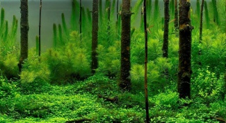 Отряд Зеленые водоросли: характеристика некоторых представителей 