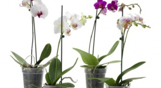 How to repot an Orchid at home