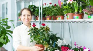 Сорта роз для комнатного выращивания 