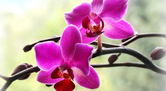  Правила ухода за орхидеей в домашних условиях