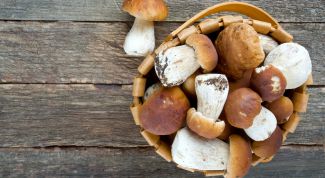 Гриб: полезные и вредные свойства гриба