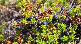 Северная вороника: черная ягода, обладающая лечебными свойствами
