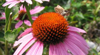 How to use Echinacea to strengthen the immune system 