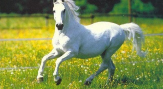 Сонник:  чему снится белая лошадь 