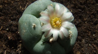 What cacti contain narcotic substance 