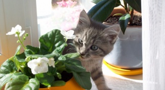 Как восстановить цветы после нашествия кошки 