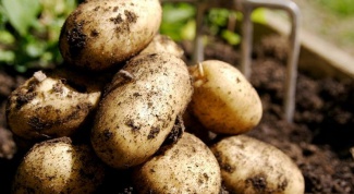 How to grow potatoes from peelings 