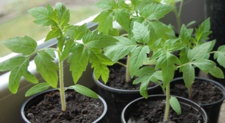 Как вырастить из семян рассаду перцев и помидор