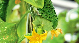  What you need to do to the cucumber leaves are not yellowing