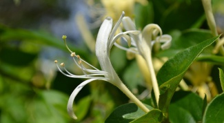 How to grow honeysuckle on a country site