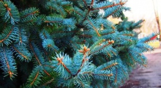 How to use the unique properties of coniferous plants for beauty and health
